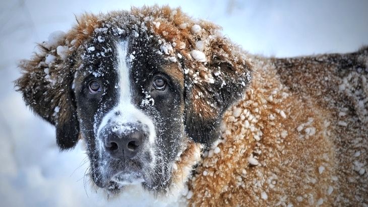 60’dan fazla yavru köpek donmak üzereyken kurtarıldı