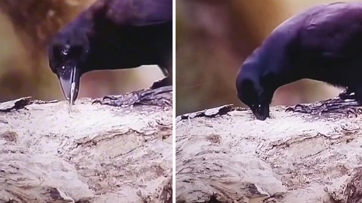 Kargalar hakkıyla zannedildiği denli cin fikirli hayvanat mı Yayınlanan akıbet videoteyp tartışmaları sona erdirecek