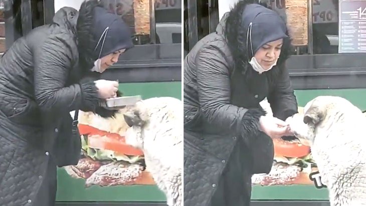 Sokaktan geçen vatandaş fark etti Kadının, yanındaki köpek için yaptıkları gündem oldu