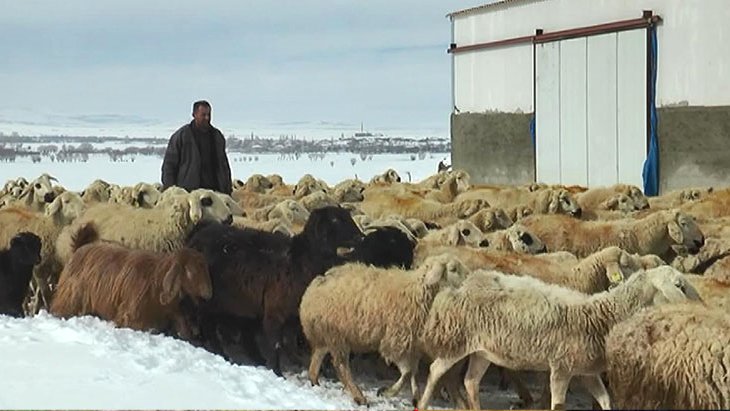 Çoban, koyunlarıyla birlikte mahsur kaldı 4 gün boyunca aç ve susuz bekledi