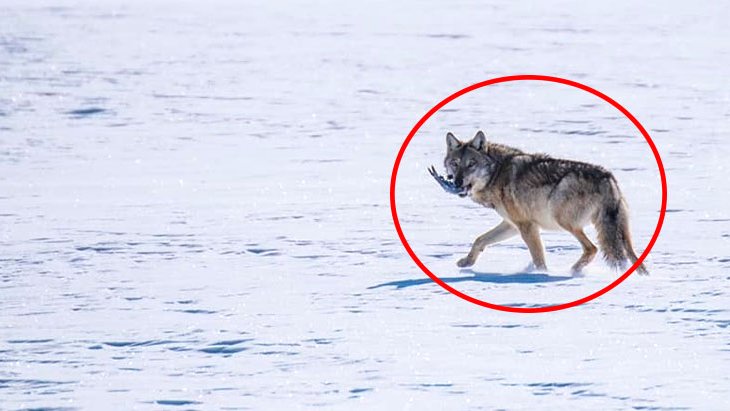 Çıldır Gölünde şaşırtan hareketlilik Buzun üstünde avlanan aç kurt vatandaşı heyecanlandırdı