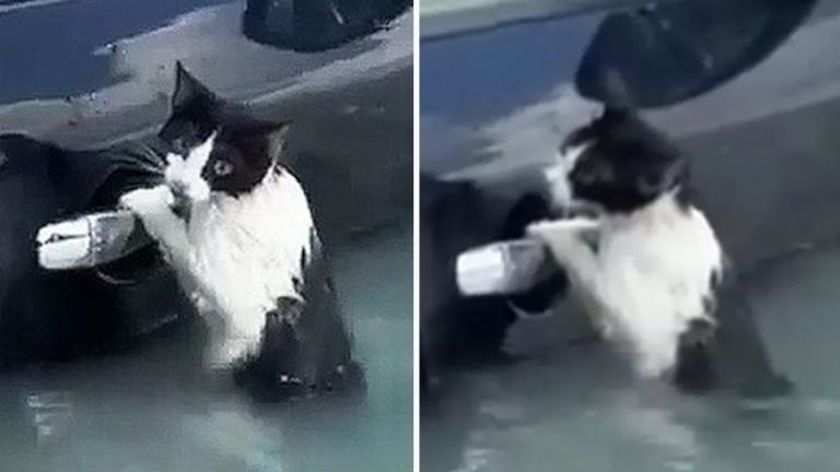 BAE’de selde mahsur kalan kedi polis tarafından kurtarıldı