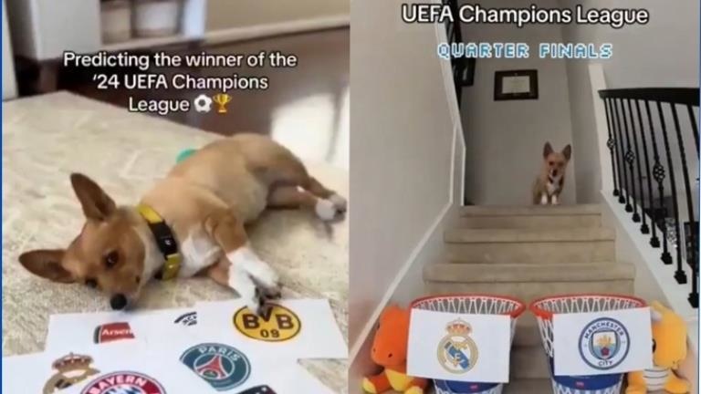 Şampiyonlar Ligi’nde Yarı Final Eşleşmeleri Belli Oldu, Tahminleriyle Viral Olan Köpek Finalistleri Açıkladı