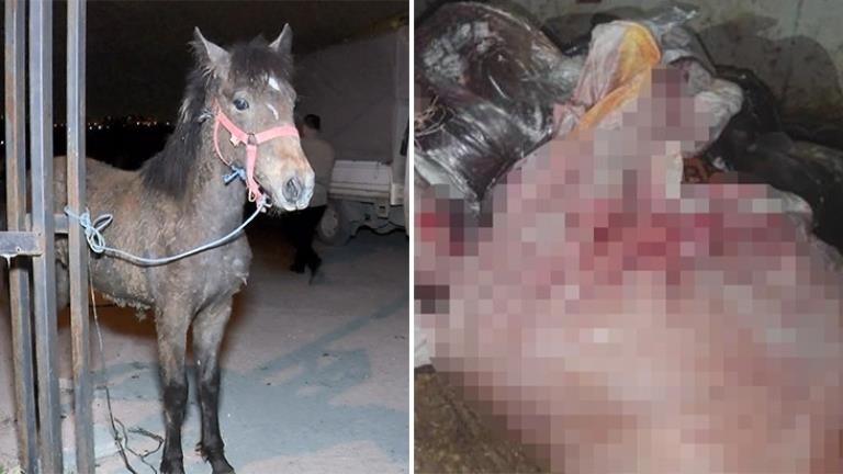 At eti kesim merkezine baskın Kilolarca at eti bulundu, 3 hayvan kurtarıldı