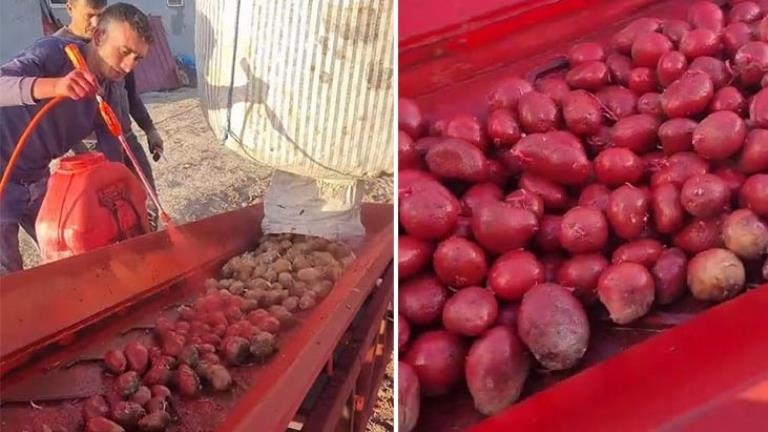 Niğde’de ilaçlanan patateslerin neden kırmızıya dönüştüğü merak konusu oldu