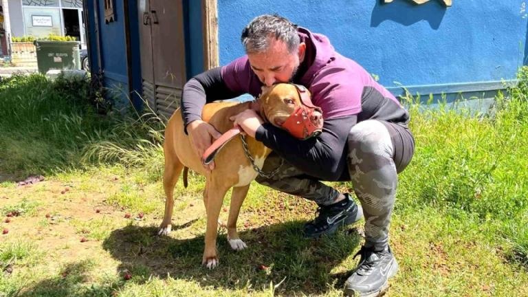 İzmit’te Bekçi ile Pitbull Arasında Kavga Çıktı