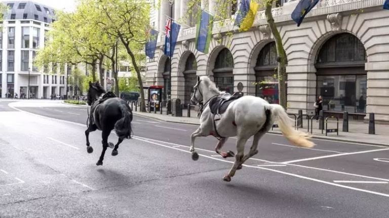 Kraliyet Süvari Alayı’na ait atlar Londra sokaklarında kaçtı