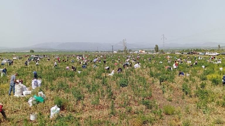 Çiftçi Soğanı Ücretsiz Dağıttı, Binlerce Kişi Tarlaya Akın Etti