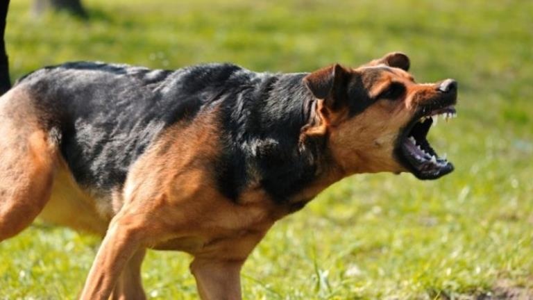 Hatay’da Kuduz Köpek Saldırısı: 2 Mahalleye Hayvan Giriş ve Çıkışı Yasaklandı