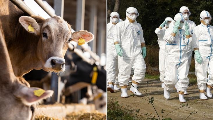 ABD'de H5N1 Paniği: İlk Vaka Görüldü, Enfekte Olmuş Sütü İçen Kediler Öldü