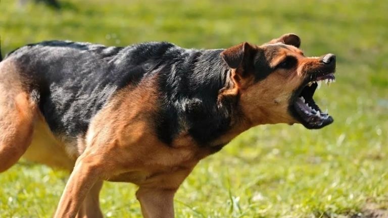 Adana’da Başıboş Köpeklerin Saldırısı Sonucu Yaşlı Kadın Hayatını Kaybetti