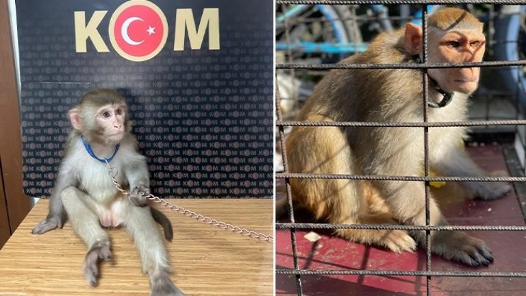 İstanbul’da Kaçakçılık Operasyonunda 565 Egzotik Hayvan Ele Geçirildi