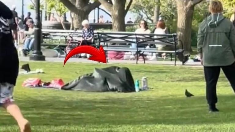 New York City’de Popüler Parkta Çift Battaniye Altında İlişkiye Girdi