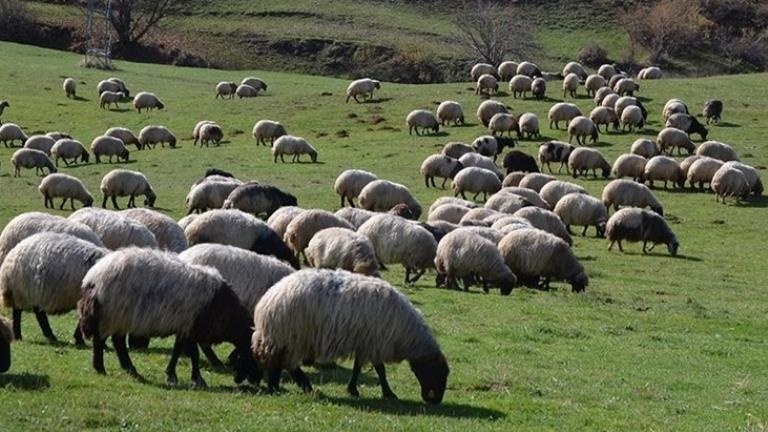 Elazığ’da hayvancılık bitme noktasında: Çoban bulamıyoruz