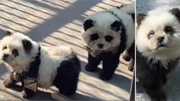 Hayvanat Bahçesinde ’Panda’ Olarak Sergilenen Hayvanlar Aslında Boyanmış Köpekler Çıktı