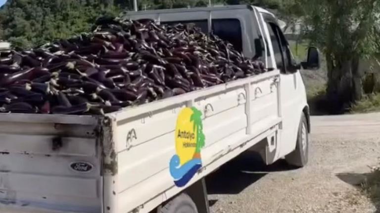 Toptancının verdiği fiyatı beğenmeyince bir kamyon patlıcanı çöpe döktüler