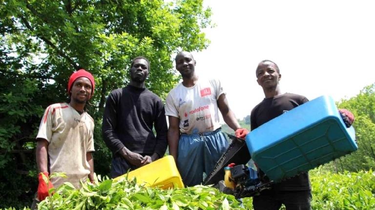 Kaçak çalıştıkları tespit edildi Çay toplayan Senegalli işçiler sınır dışı edilecek