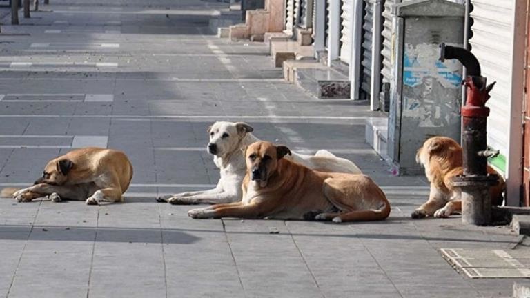 Sokak hayvanlarıyla ilgili çarpıcı anket Üç kişiden ikisi “Çözüm kısırlaştırma“ diyor