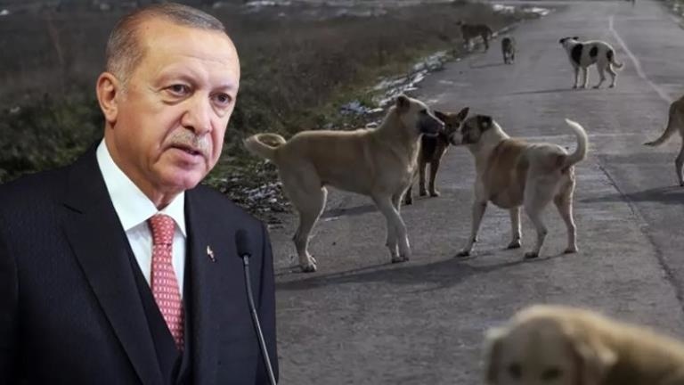 Erdoğan: Sahipsiz köpeklerin sahiplendirilmesini amaçlıyoruz, bunu başarabilirsek sonraki adıma gerek kalmayacak