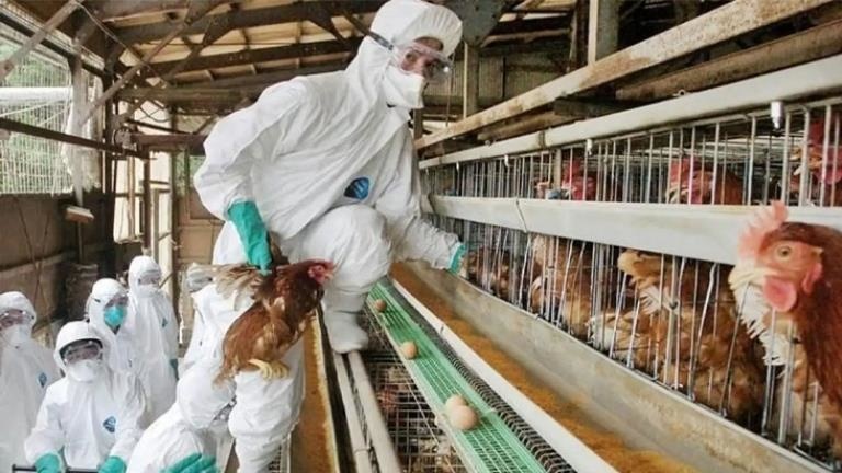Kuş gribinde ilk ölümcül vaka DSÖ’den “Hazır olun yeni pandemi geliyor“ uyarısı