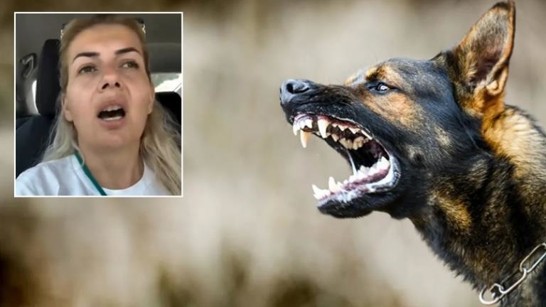 Ankara’nın uykularını kaçıran skandal Ne kadar kuduz köpek varsa şehre salıp kaçtılar