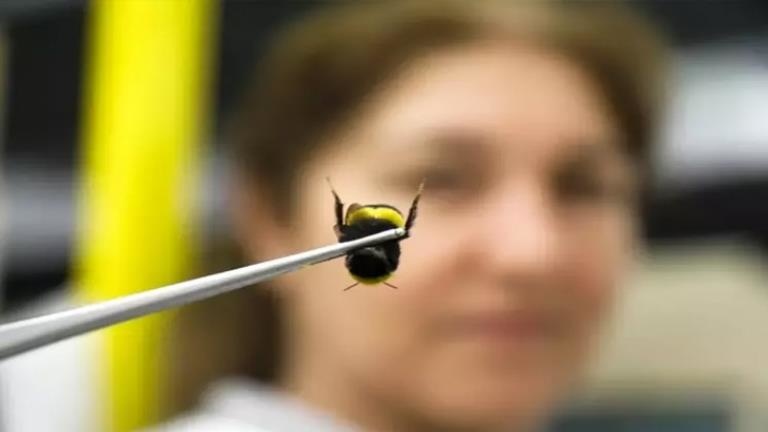 Antalya’dan 25 ülkeye ’’bombus arısı’’ ihracatı