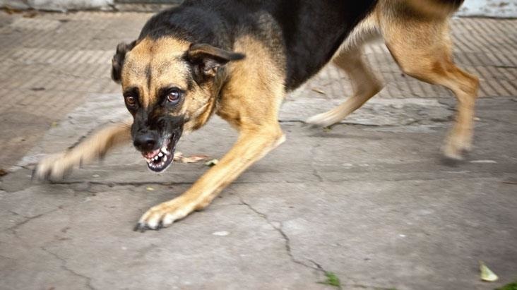 Şanlıurfa'da kuduz karantinası ilan edilmiş bölgedeki 35 hasta köpeği Ankara'ya getiren Buket Özgünlü Boyacı tutuklandı