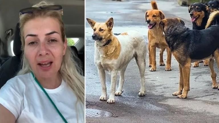 Kuduz köpekleri Ankara’ya taşımıştı Hayvanlar için para toplayan kadın emlak zengini çıktı