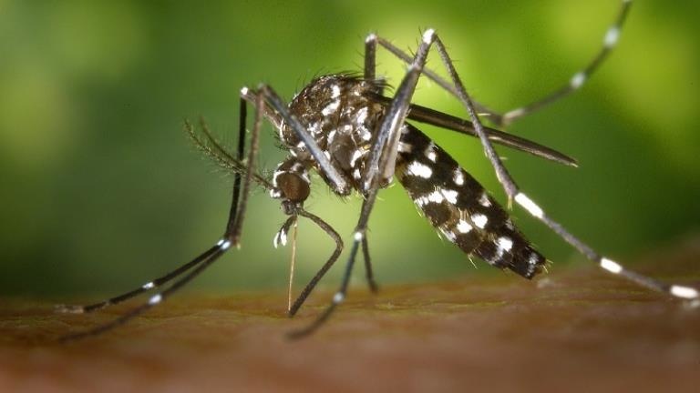 Avrupa alarmda Ateşli hastalıklara neden olan Asya Kaplan sivrisineği git gide yayılıyor