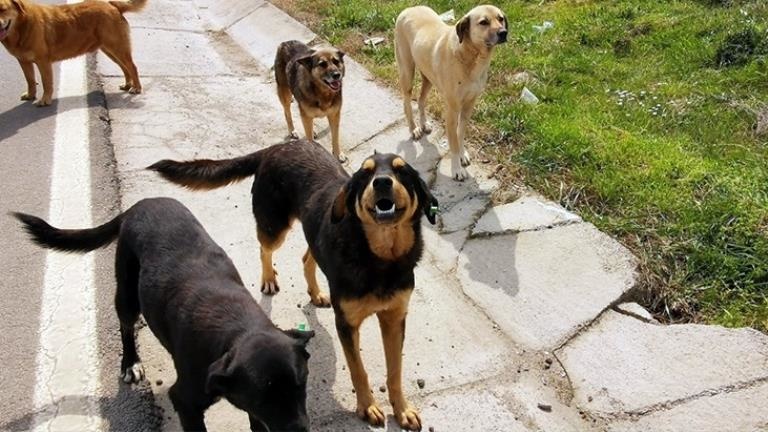 Başıboş sokak köpekleriyle ilgili düzenlemede yeni detaylar Hayvanını terk edene verilecek para cezası 10 kat artırılıyor