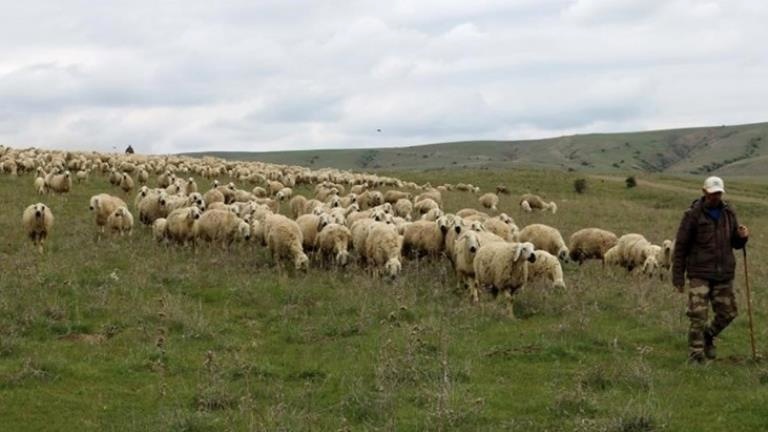Yetiştiricilerden çoban isyanı: 50 bin lira maaşa çalıştıracak çoban bulamıyorlar