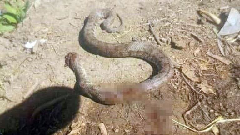 Türkiye’nin en zehirli yılanı bir eve girmek üzereyken öldürüldü